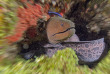 Mayotte - Abalone plongée