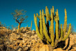 Mexique - Baja California © Leonardo Gonzalez - Shutterstock