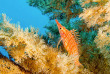 Mexique - Croisière Nautilus Liveaboards - Mer de Cortez © Shutterstock - Leonardo Gonzalez