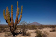 Mexique - Baja California © Mogens Trolle - Shutterstock