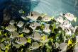 Mexique - Croisière Nautilus Liveaboards - Cabo Pulmo © Shutterstock - Leonardo Gonzalez