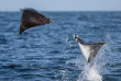Mexique - Baja California - Croiisière Mobula et Orca © Nautilus Fleet - Scott Davis