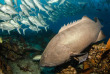 Mexique - Mer de Cortez - The Cortez Club © Shutterstock - Leonardo Gonzalez