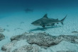 Mexique - Yucatan - Playa del Carmen - Phocea Mexico - Plongée requin-bouledogue