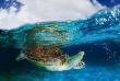Mexique - Plongée Yucatan © Phocea, Guillaume Ruoppolo