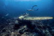 Palau - Croisière plongée Black Pearl © Shan Photography Studio