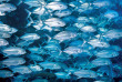 Micronésie - Palau - Fish'n Fins © P Lange