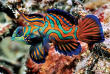 Micronésie - Palau - Fish'n Fins © P Lange