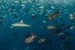 Micronésie - Palau - Fish'n Fins