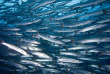 Micronésie - Palau - Fish'n Fins