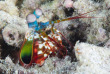 Micronésie - Yap - Manta Ray Bay © Brad Holland