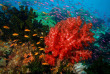 Papouasie-Nouvelle-Guinée - Port Moresby - Loloata Dive Resort © Scott Bennet