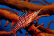Papouasie-Nouvelle-Guinée - Croisière plongée Febrina © Tibor Dombovari