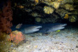 Philippines - Visayas - Malapascua - Thresher Shark Divers