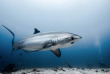 Philippines - Visayas - Malapascua - Thresher Shark Divers © Sylvia Jenkins