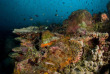 Philippines - Croisière plongée Atlantis Azores