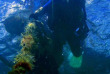 Philippines - Mindoro - Pandan Island - Mariposa Diving
