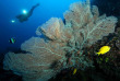 Philippines - Mindoro - Puerto Galera - Atlantis Dive Shop