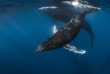 Polynésie - Baleine à bosse © Tahiti Tourisme  - Greg Lecoeur