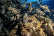 Polynésie - Fakarava - Croisière plongée Aquatiki III