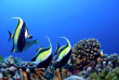 Polynésie française - Moorea - Moorea Blue Diving