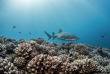 Polynésie française - Moorea - Moorea Blue Diving © Greg Fleurentin
