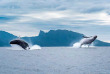 Polynésie française - Observation des baleines à Tahiti avec Fluid © Sylvain Girardot