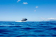 Polynésie française - Observation des baleines à Tahiti avec Fluid © Babptiste le Bouil