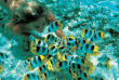 Polynésie - Snorkeling © Tahiti Tourisme
