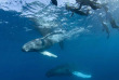 Croisière Baleines à Silver Bank © Conscious Breath Adventures