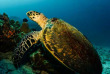 Seychelles - Mahe - Big Blue Divers