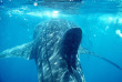 Seyechelles - North Island - La plongée - Requin baleine © Steve Gouws