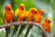 Singapour – Jurong Bird Park