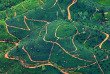 Sri Lanka - Les plantations de thé de Nuwara Eliya