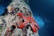 Tanzanie - Zanzibar - Unguja Divers © Shutterstock - Aqua Image