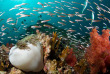 Thailande - Koh Lanta - Bue Planet Divers