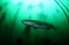 Afrique du Sud - Cape Town - Plongée avec Pisces Divers
