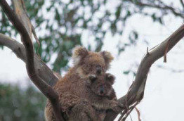 Australie - South Australia - Kandaroo Island - Koala