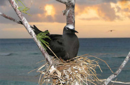 Australie - Queensland - Lady Elliot Island - Noddi noir