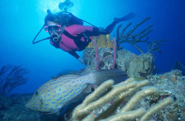 Bahamas - Bimini - Bimini Big Game Divers