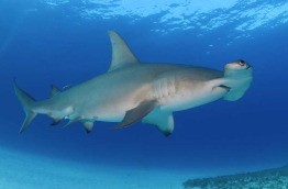 Croisière Bahamas - Dolphin Dream