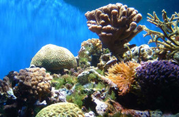 Bahamas – Grand Bahama – Freeport – Reef Oasis Dive Club