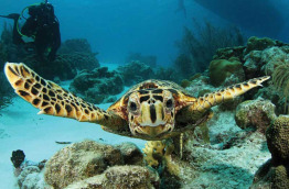 Bonaire - Great Adventure Dive