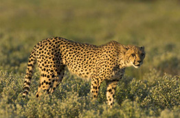 Botswana © Arturo de Frias, Shutterstock