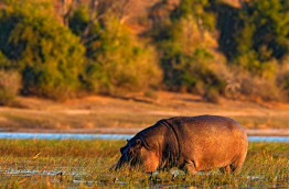 Botswana - Chobe National Park © Andrej Prosicky, Shutterstock