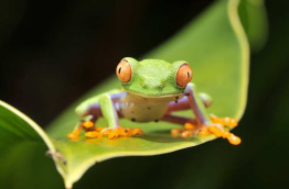 Costa Rica - Autotour Richesses Naturelles du Costa Rica © Shutterstock, Worldwildlifewonders