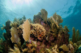 Cuba - Maria La Gorda International Diving Center © Shutterstock - Leonardo Gonzalez