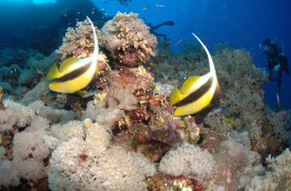 Egypte - Hamata - Red Sea Diving Safari - Wadi Lahami