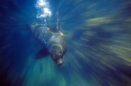Equateur - Galapagos - Safari plongée d'île en île aux Galapagos © Frank Wasserfuehrer, Shutterstock