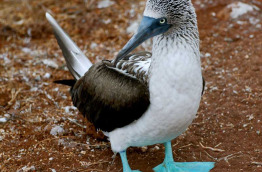 Equateur - Galapagos - Galapagos Aggressor